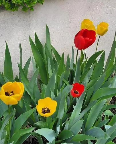 Chaleureux Avec Parking Gratuit Daire Vandoeuvre-lès-Nancy